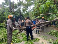 RESPON CEPAT BRIMOB POLDA KEPRI EVAKUASI POHON TUMBANG TIMPA RUMAH WARGA DI SAGULUNG